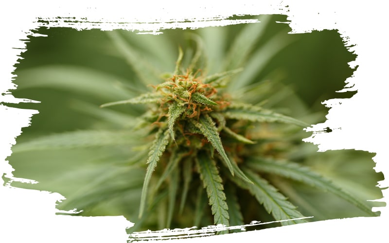EU-zertifizierte Hanfpflanze aus der CBD Hash hergestellt wird